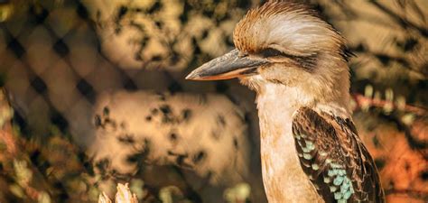Kookaburra Spiritual Meaning Symbolism And Totem 2023