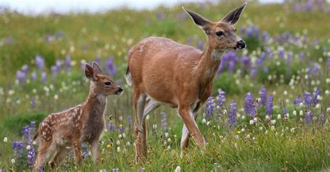 Deer In Headlights Meaning And Origin Revealed A Z Animals