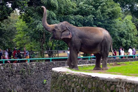 Top 8 Things To Do In Ragunan Zoo Jakarta
