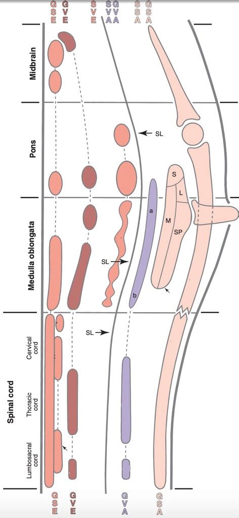 Brainstem Diagram Quizlet