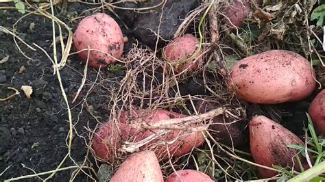 20.09.2018г. Сорт Розара!!! С поля... - YouTube