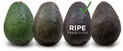The Truth About Eating Unripe Avocados: Health Risks and Tips - Hunter Games Magazine