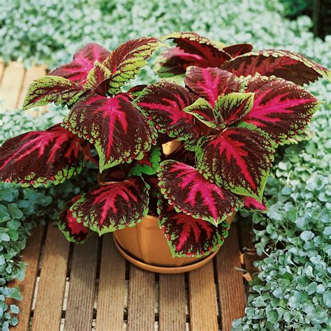 Red Coleus Foliage Plant Seed - Coleus Red Kong Flower Seed