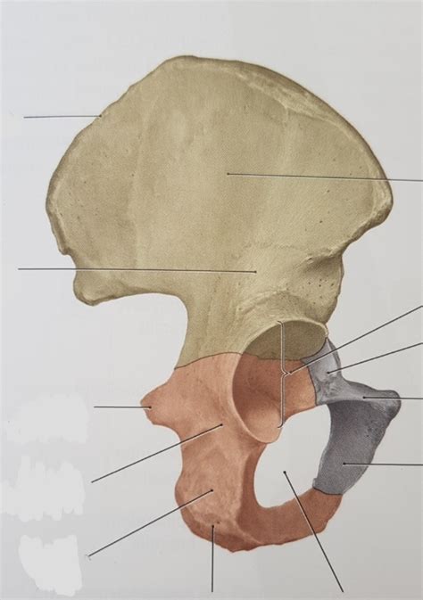 Strukturen Der Os Coxae 2 Diagram Quizlet
