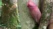 Masturbation Outside With A Tree And Big Cumshot No Hands Gay Man Man Porn XHamster