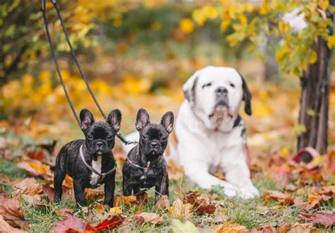 Saint Bernard Dog And Two Black French Bulldog Puppies Are On Maple