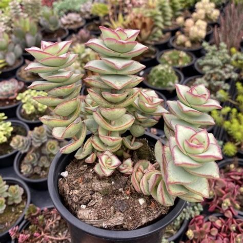 Crassula Perforata Giant Form Fonte Das Suculentas