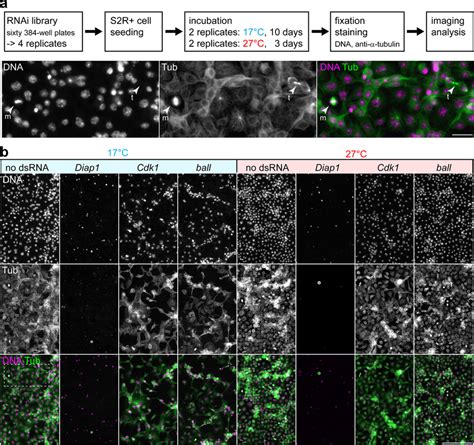 Genome-wide RNAi screen for genes of temperature-dependent importance ...