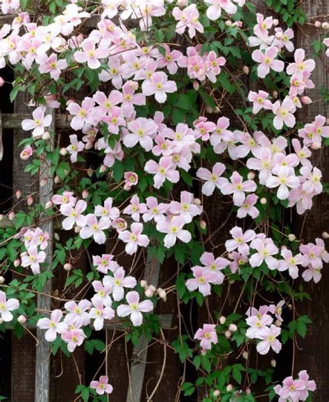 When To Plant Clematis Montana Rubens Guide For Optimal Growth