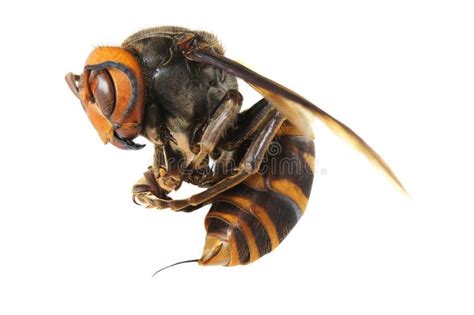 Japanese Giant Hornet Stock Photo Image Of Mandarinia 26746788