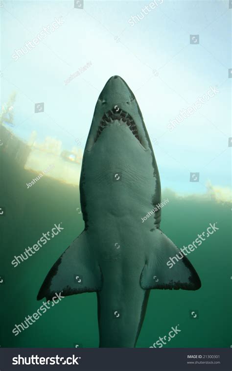 9,511 Great White Shark Teeth Images, Stock Photos & Vectors | Shutterstock