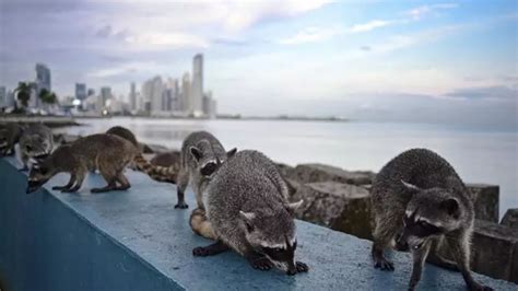 Mapaches De La Cinta Costera Del Consumo De Frutas A La Ingesta De