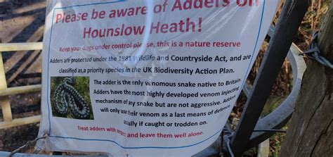 Didn't know the UK had any venomous snakes. : r/london