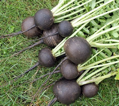 Todo Sobre El Rábano Negro Y Sus Beneficios Para Los Mayores