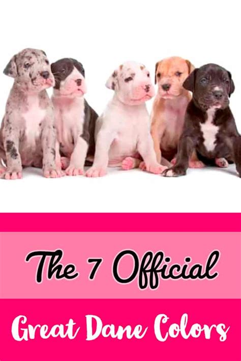 The 7 Official Great Dane Colors