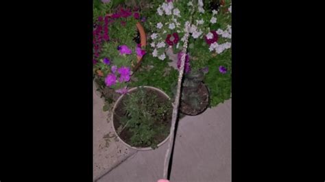 Watering The Flowers Pornhub Gay