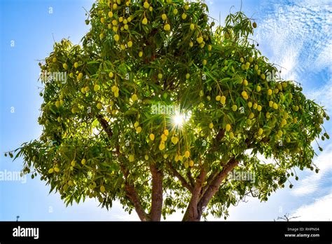 ripe full mango tree
