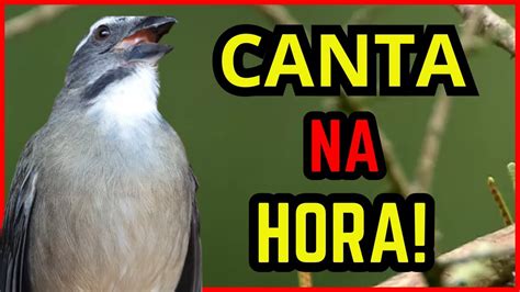 ESQUENTE SEU TRINCA FERRO FAZ TRINCA FERRO CANTAR NA HORA TRINCA