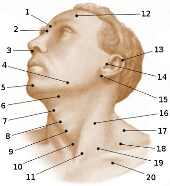 anatomy quiz surface anatomy  head  neck quiz