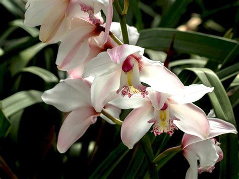 How To Grow Orchids Outside The Plant Guide