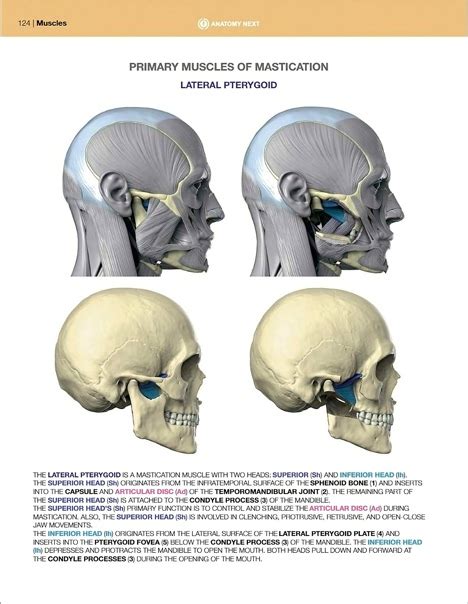 Uldis Zarins - “Anatomy of Facial Expression" A very interesting and ...