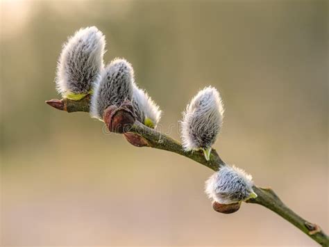 Pussy Willow Tree Branch