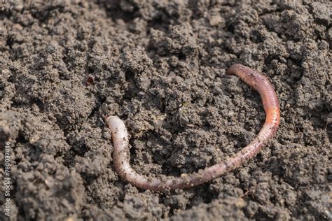 worm   soil closeup  earthworms  top view   garden