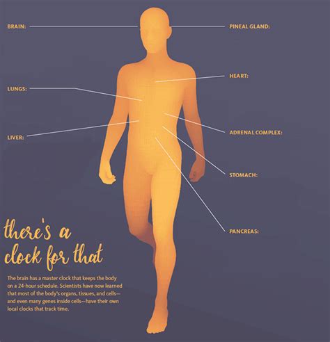 How To Adjust Body Clock For Graveyard Shift