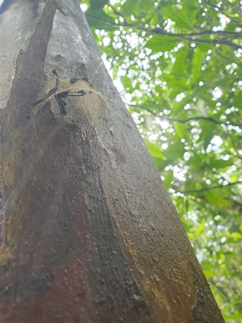 R Union Hermit Spider In April By Pauline Bernard Inaturalist