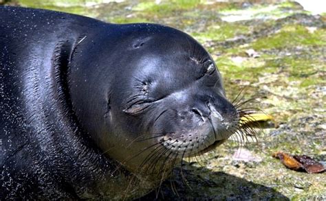 Mediterranean Monk Seal Ocean Treasures Memorial Library