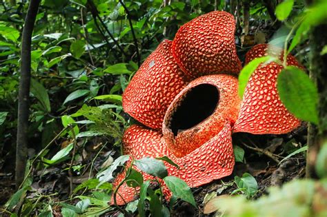 Jejak Petualang Rafflesia Arnoldi Siti Arfidah