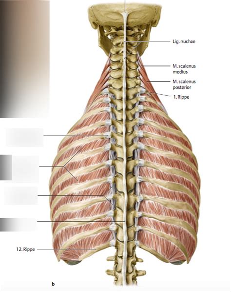 Schaubild Anatomie BWS Thoraxwandmuskeln Und Fascia Endothoracica