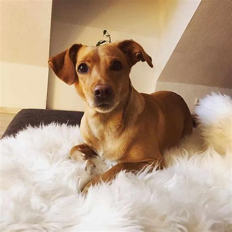 Jack Russell Lab Mix: You Will Adore The Jackador