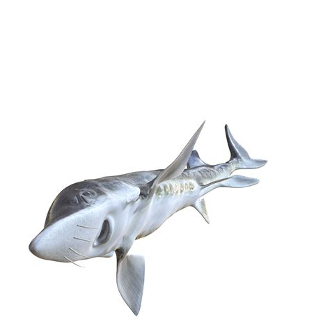 🛥️ Atlantic Sturgeon Acipenser oxyrinchus oxyrinchus BOAT FISH SHARK