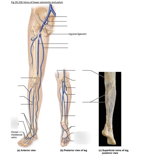 Fig 20 22b Veins Of Lower Extremity And Pelvis Diagram Quizlet