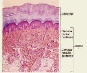 A Camada Reticular É A Camada Mais Superficial Da Derme - camada papilar e reticular da derme | Anatomia papel e caneta