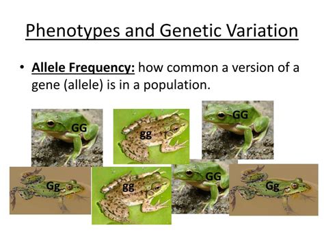 Ppt Genetic Variation Within Populations Powerpoint Presentation