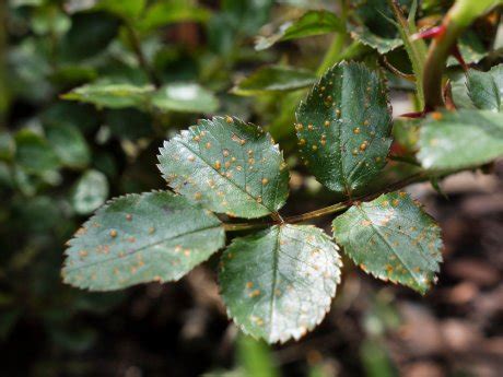 Ржавчина растений – признаки болезни и способы борьбы с ней | Дела ...