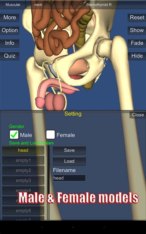 3D Anatomy Lite - screenshot