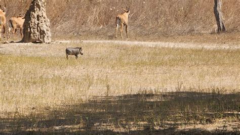 Private Tour Guide In Gambia And Senegal Safari Park In Senegal