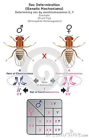 Sex Determination Genetic Mechanisms By Sexchromosomes Infographic Diagram With Example Of Fruit