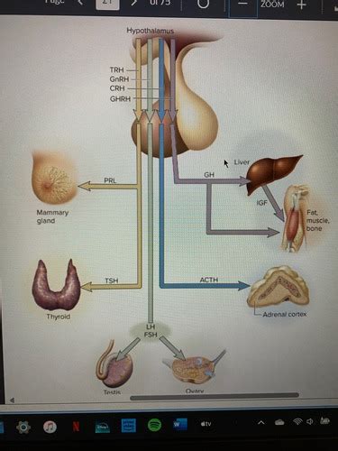 Hypothalamo Pituitary Target Organ Relationships Figure 17.6 Flashcards ...