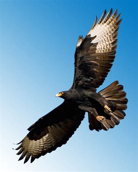 Verreaux's eagle – black eagle | DinoAnimals.com