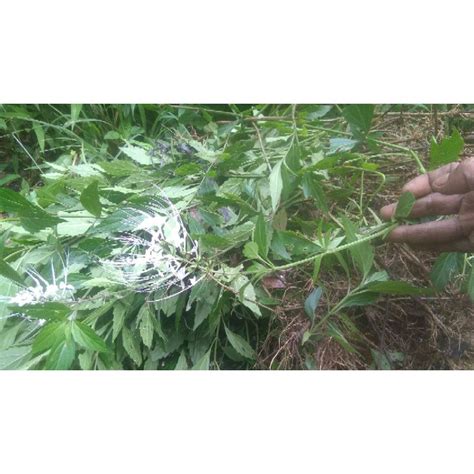 Jual Daun Kumis Kucing 1kg Keringasli 100 Shopee Indonesia