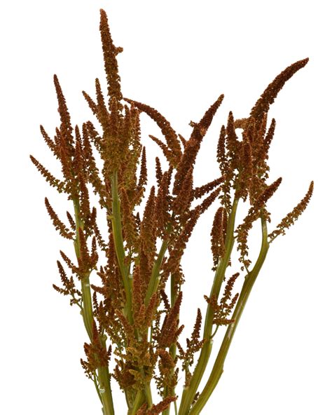 AMARANTHUS HOT BISCUITS Agrogana