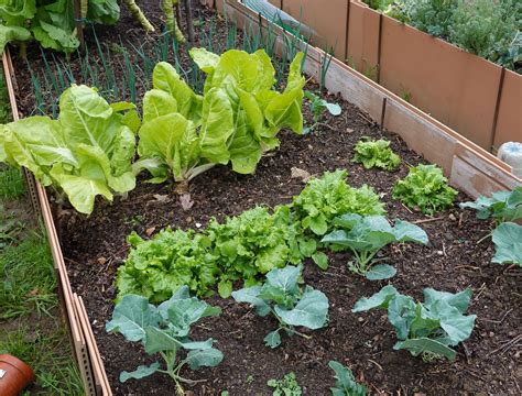 Spring Garden Bolting Solutions: Keep Your Veggies Tender Longer