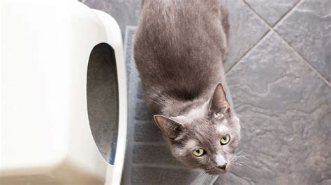 Problème Urinaire Chez Le Chat Veto De Garde