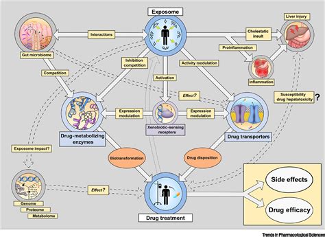 Drugexposome Interactions The Next Frontier In Precision Medicine