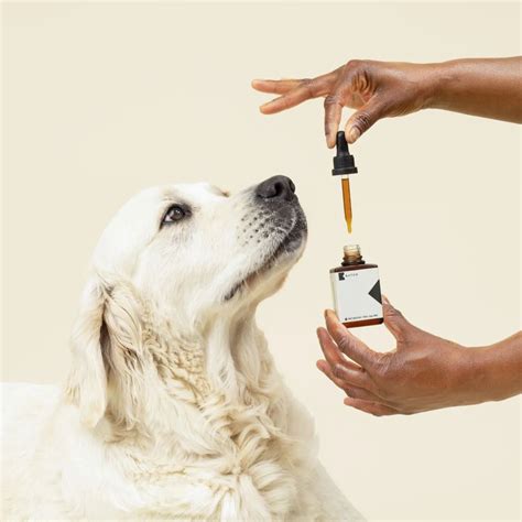 Health & Wellness Marketing Agency | Trends In Pet Wellness