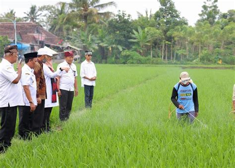 Beras Organik Banyuwangi Tembus Di 18 000 Supermarket Indonesia